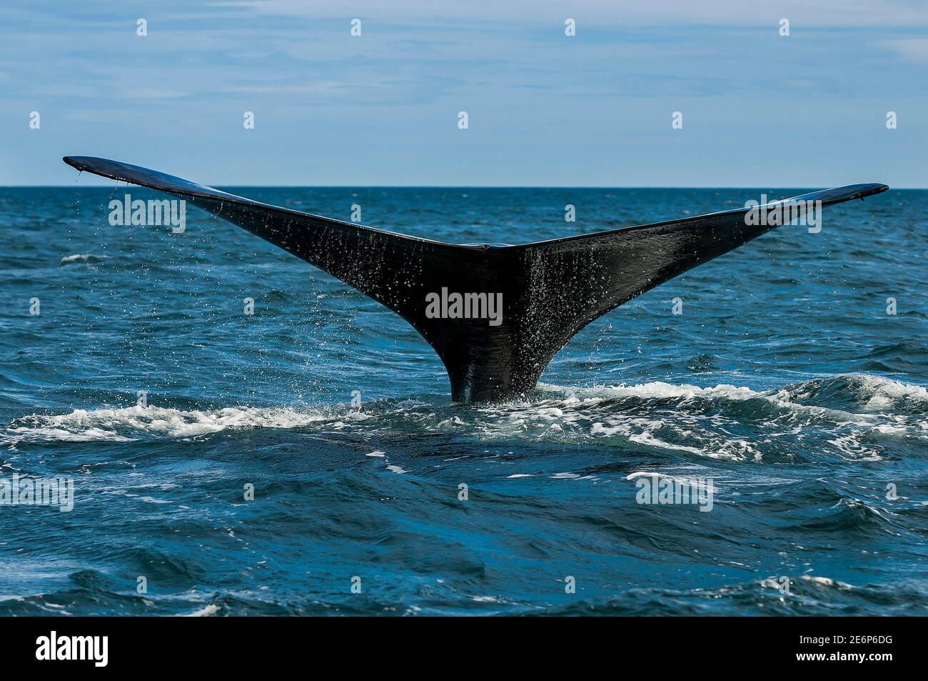 Southern Right Whale tail, Peninsula valdes, Unesco World Heritage Site, Chubut Province, Patagonia, Argentina. Stock Photo