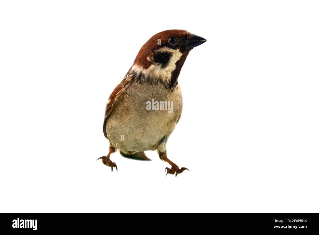 Sparrows as the most common birds in the human environment. Eurasian tree sparrow (Passer montanus) in dynamics isolated on a white background Stock Photo