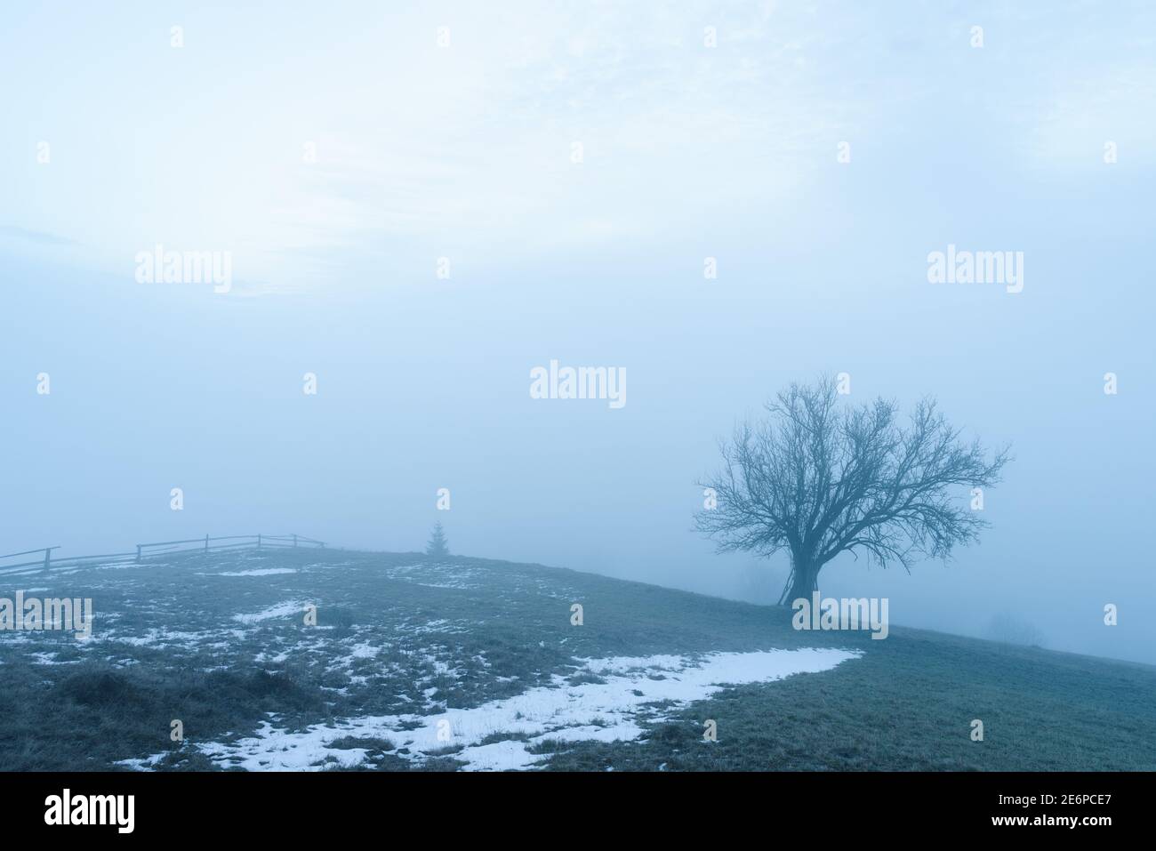 Spring landscape with thaw and lonely tree in fog Stock Photo