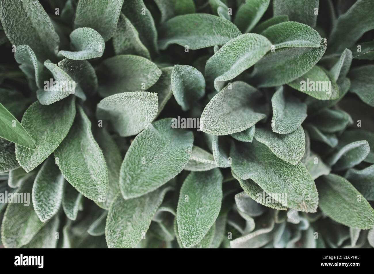 Furry green leaves background, Stachys byzantina or Lamb's Ears plant. Stock Photo