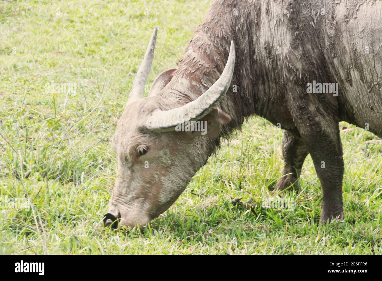 The Thai water Buffalo grazing female was heavily smeared with mud in the swamp to prevent blood sucking insects from biting horsefly, gadfly Stock Photo