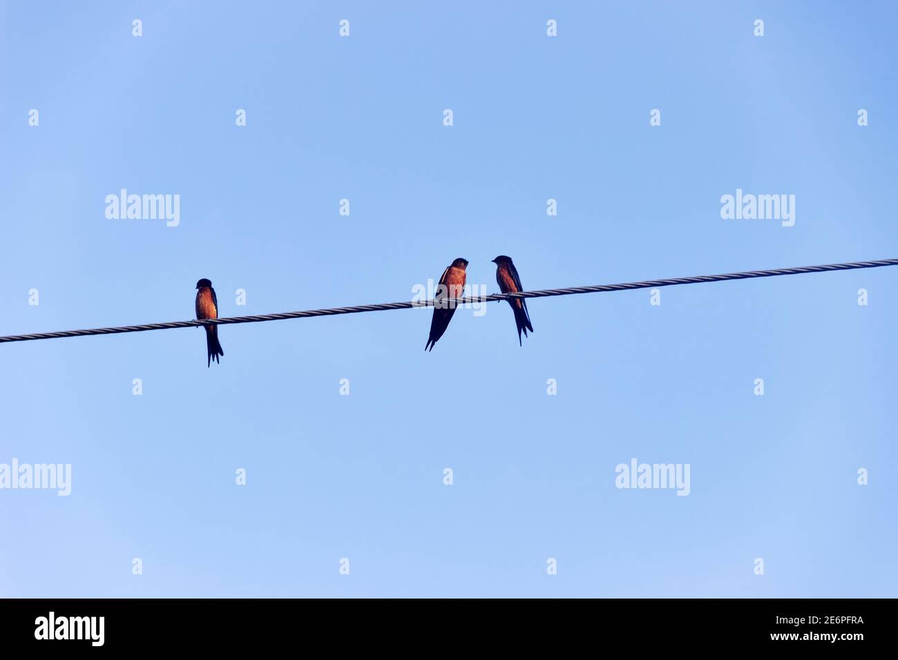 Swallows on electric wires. Ceylon Swallow (Cecropis hyperythra) in Sri Lanka. December Stock Photo