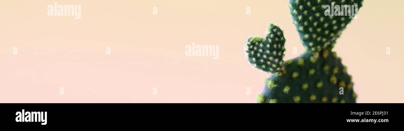 Oblong web banner with a close up of a heart shaped bunny ears cactus plant isolated on pink coloured background Stock Photo