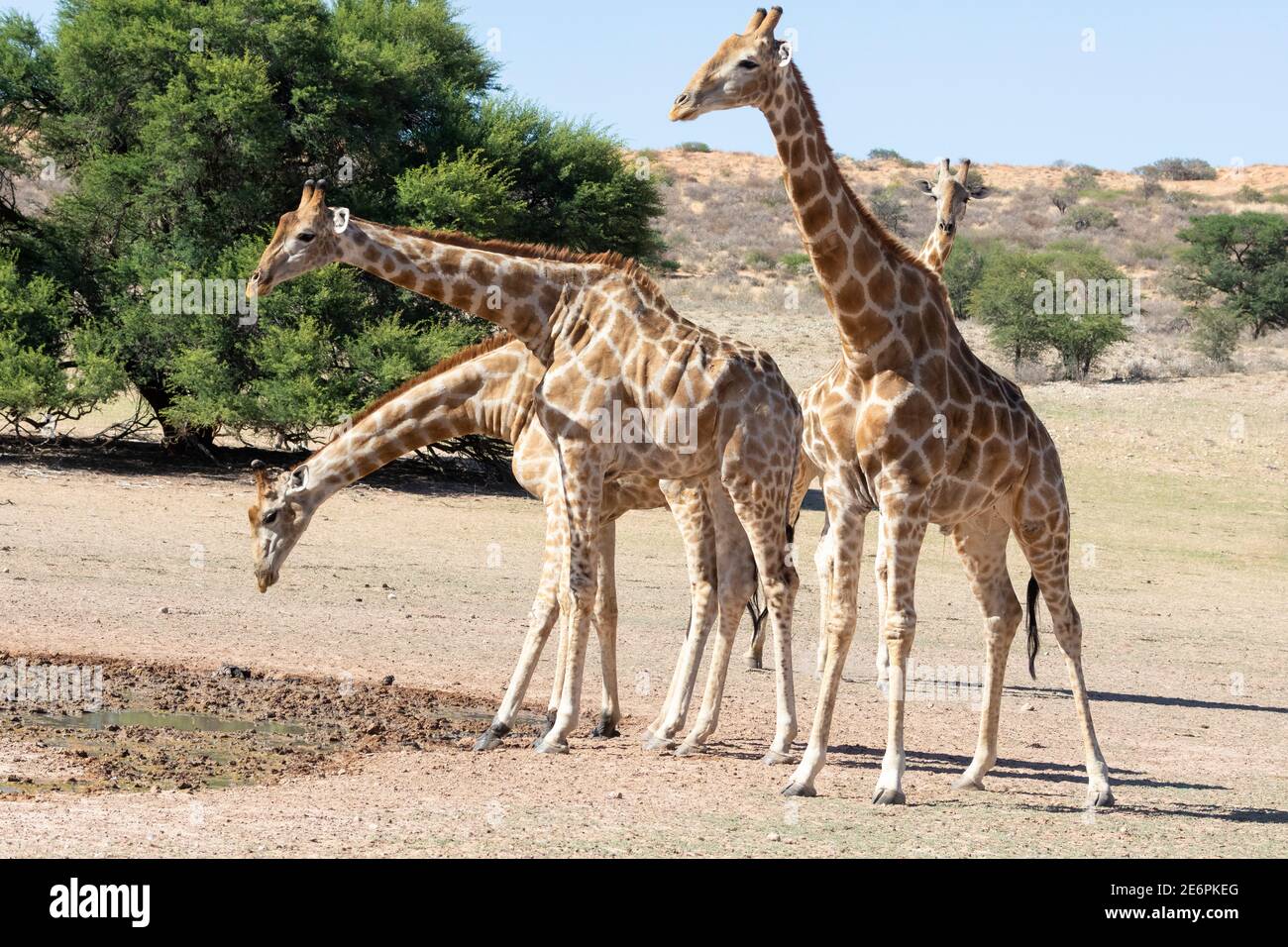 Cape or South African Giraffe (Giraffa camelopardalis giraffa) drinking at  seepage in Auob River, Kgalagadi Transfrontier Park, Kalahari, Northern Ca Stock Photo