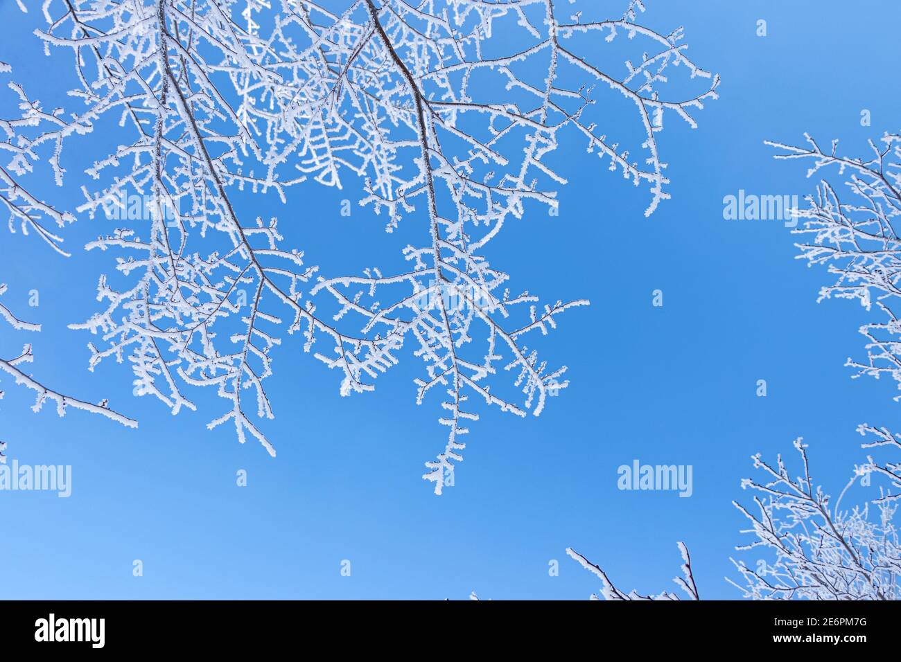 Branches of trees covered with frost on blue sky background. Winter ...