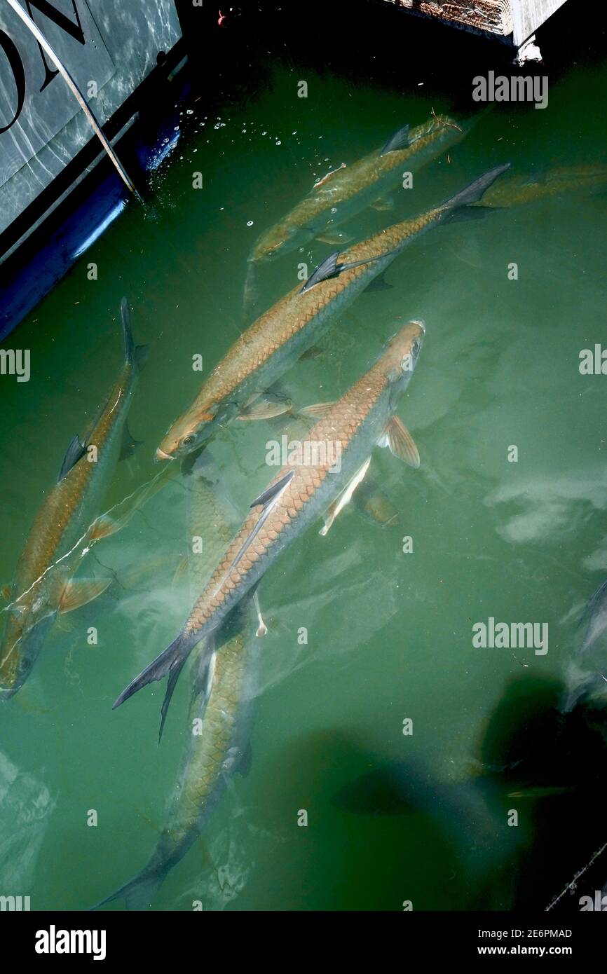 Carp fish swiming at dock in Key West, Florida, FL USA.  Southern most point in the continental USA.  Island vacation destination for relaxed tourism. Stock Photo