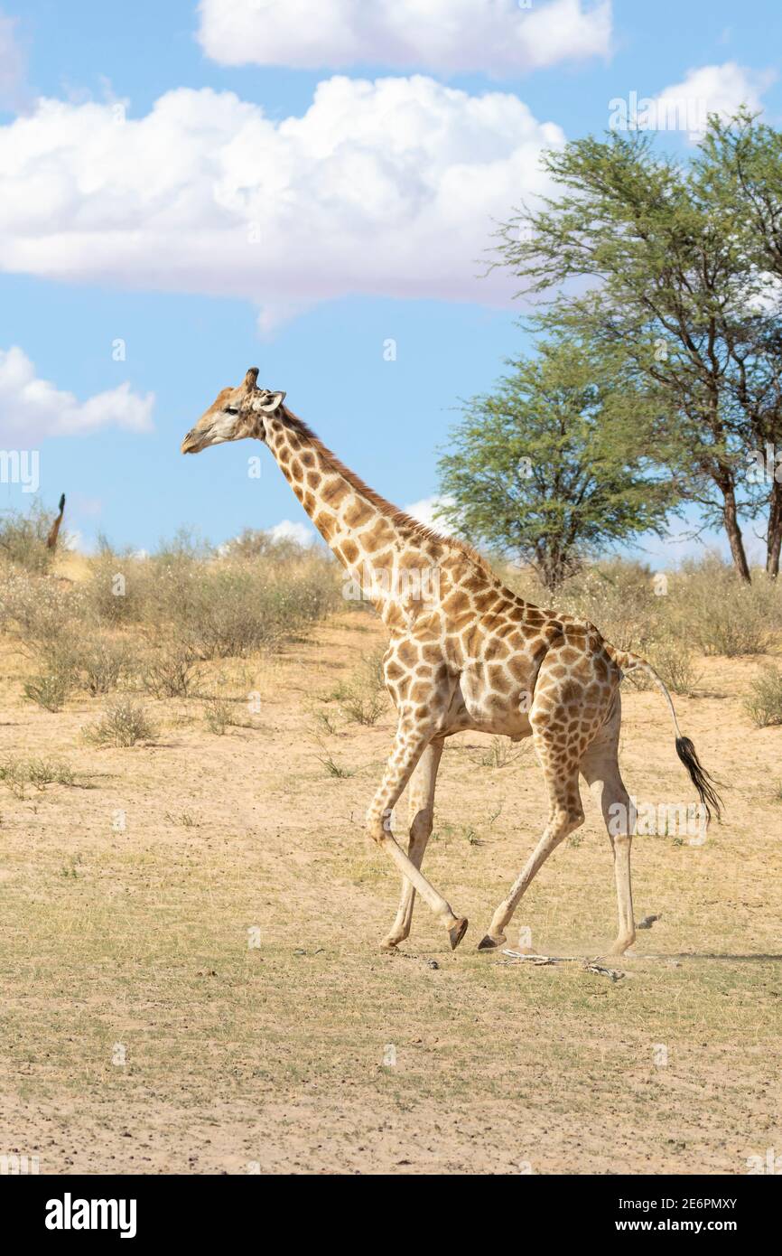 Cape or South African Giraffe (Giraffa camelopardalis giraffa) Kgalagadi Transfrontier Park, Kalahari, Northern Cape, South Africa Stock Photo