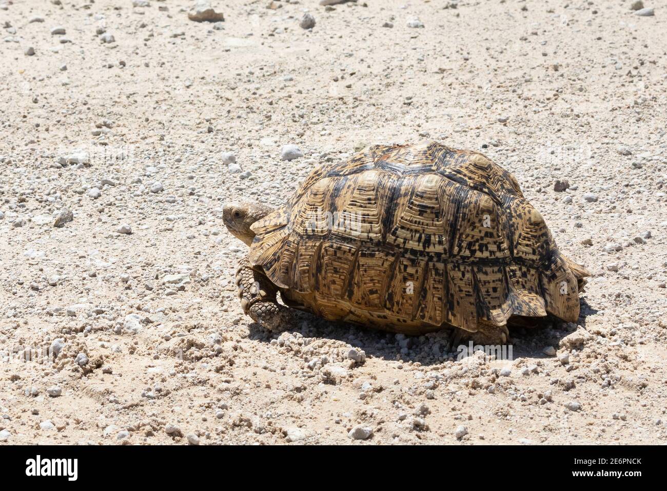 Leopard Tortoise (Stigmochelys pardalis) Kgalagadi Transfrontier Park, Kalahari, Northern Cape, South Africa. Showing shell detail Stock Photo