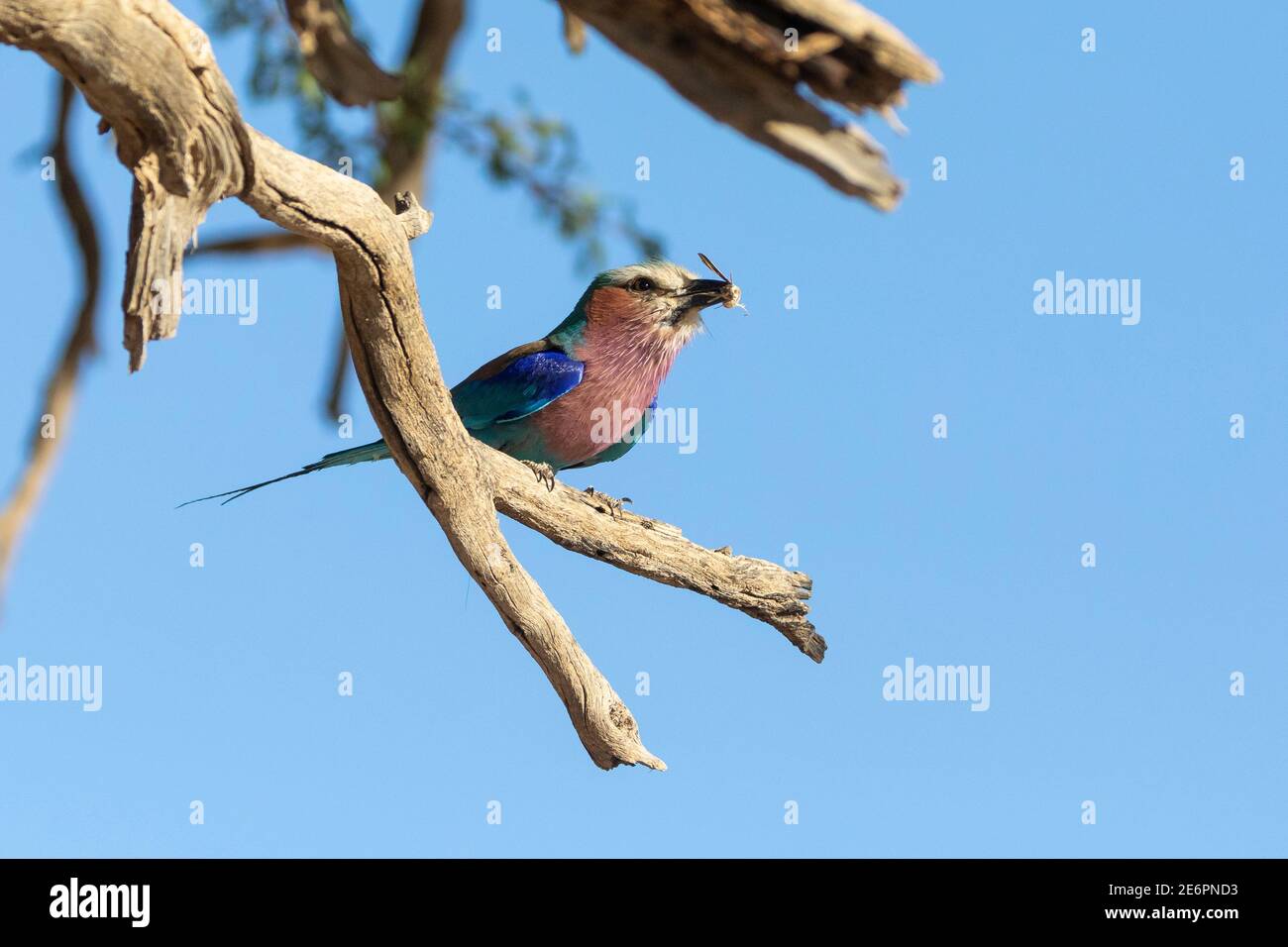 Lilac-breasted Roller (Coracias caudatus) adult with insect prey in bill, Kalahari, Northern Cape, South Africa Stock Photo