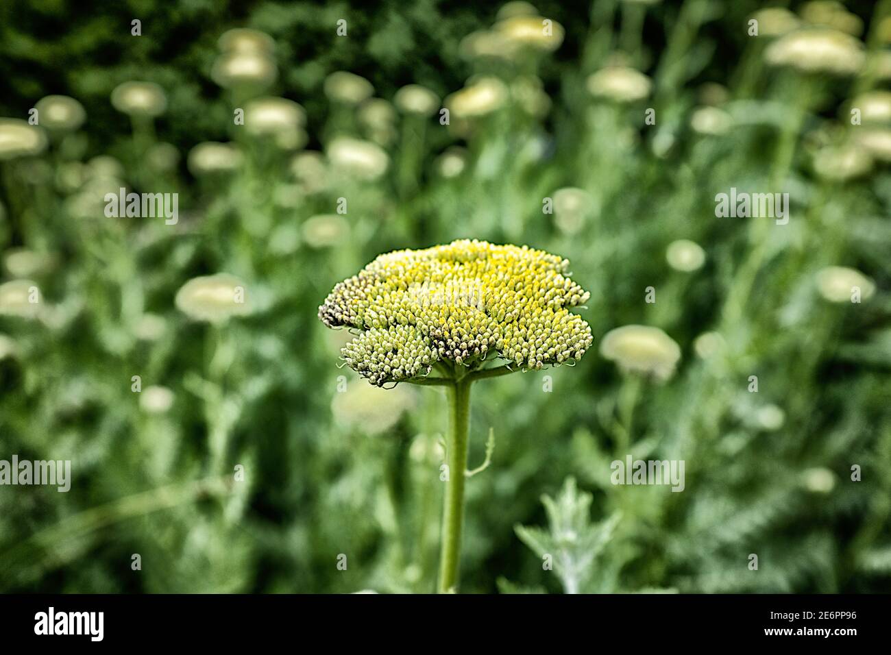 Richmond Park Stock Photo