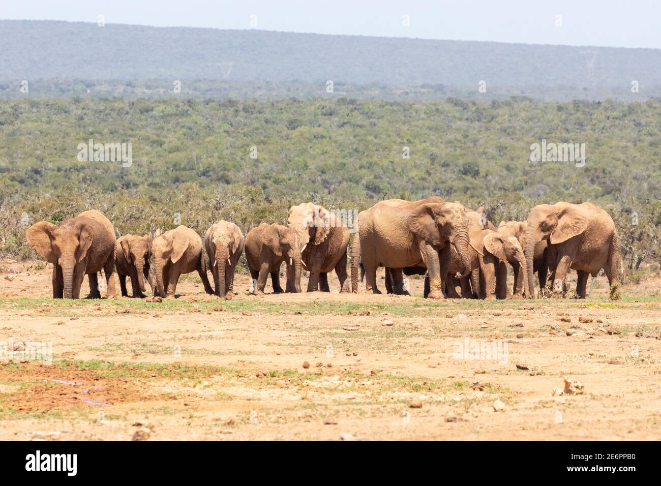African Elephant (Loxodonta africana) herd waiting in rain to drink at the Hapoor Dam waterhole, Addo Elephant National Park, Eastern Cape, South Afri Stock Photo