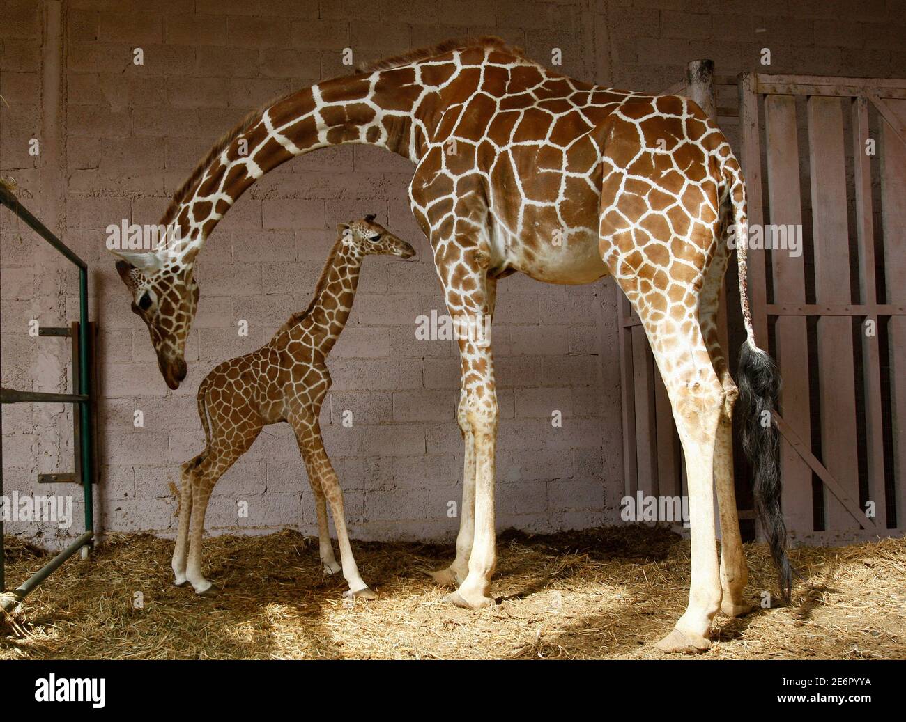 A 4-day-old baby giraffe (L) stands near her mother Denisa at the Ramat Gan  Safari, near Tel Aviv July 15, 2009. REUTERS/Gil Cohen Magen (ISRAEL  ANIMALS Stock Photo - Alamy