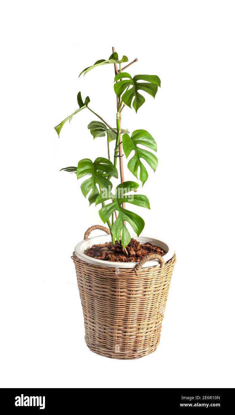 Rhaphidophora Tetrasperma Native To Southern In Thailand And Malaysia Call Mini Monstera In Pot Isolated On White Background Stock Photo Alamy