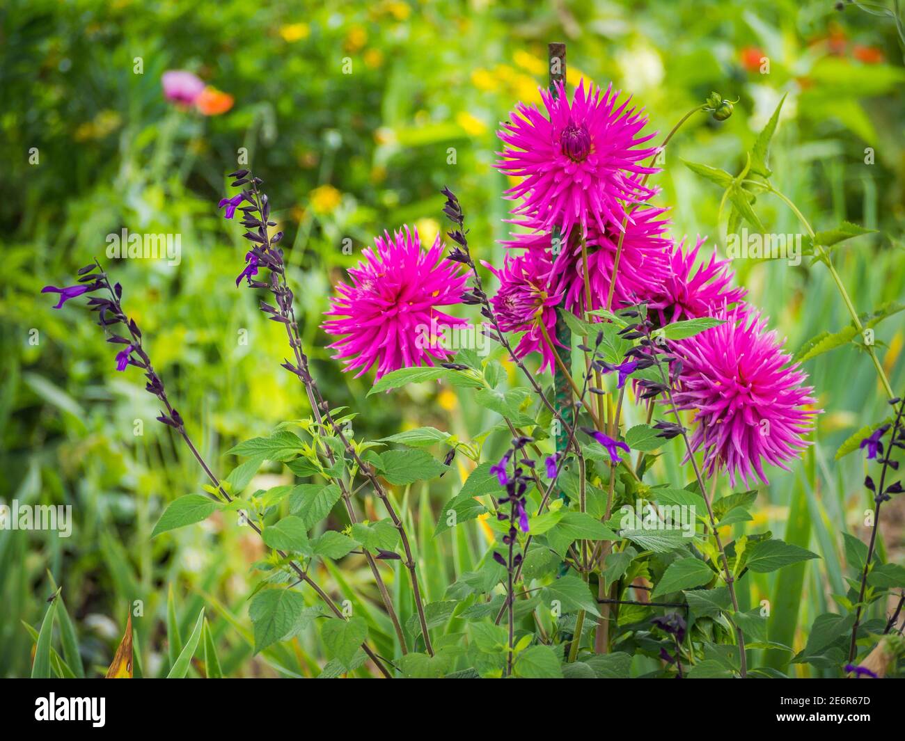 Les Jardins de Monet à Giverny - Monet's Garden - House and water lily gardens of French artist Claude Monet in Giverny, France Stock Photo