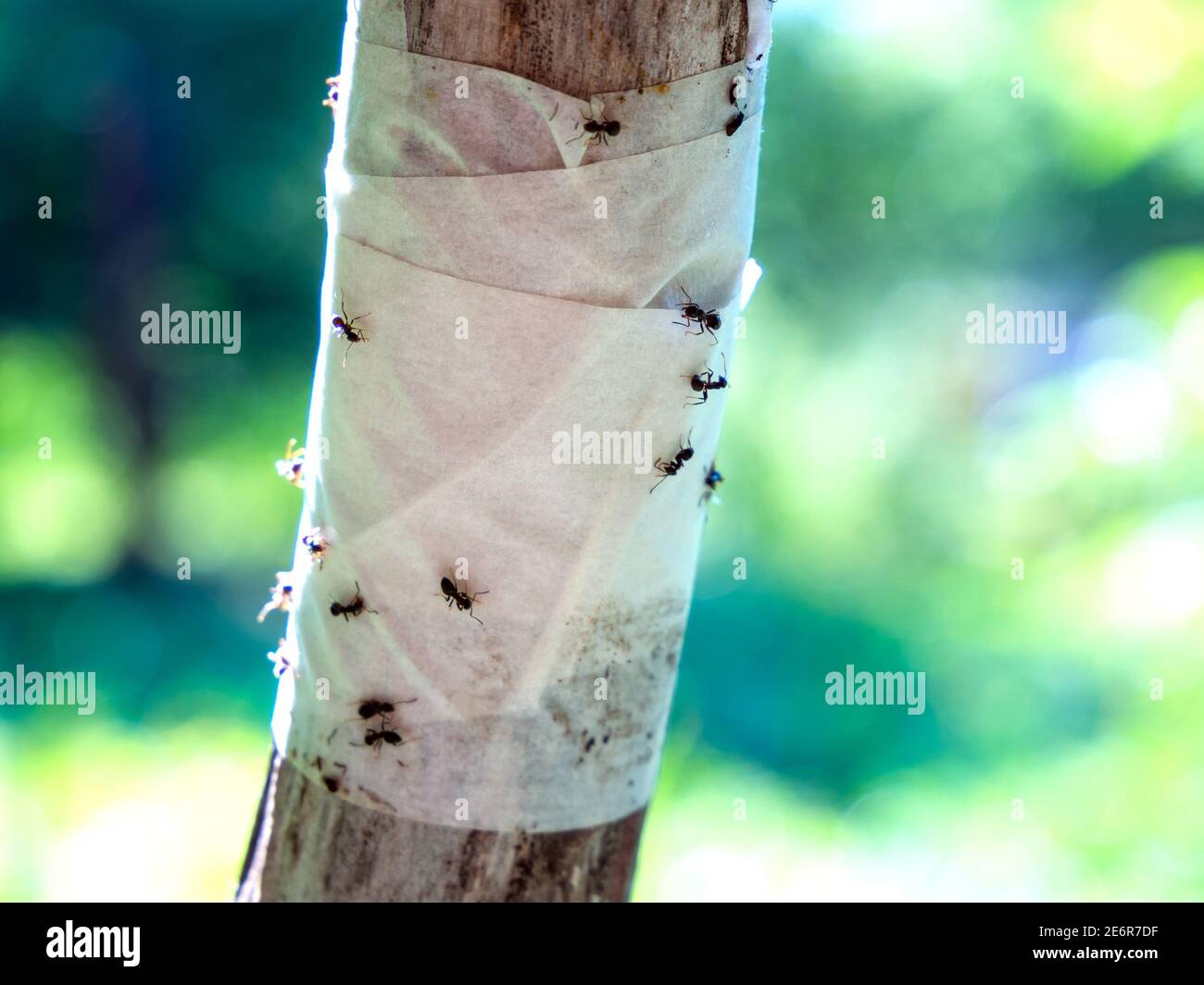 Adhesive tape insect barrier on the tree trunk Stock Photo Alamy
