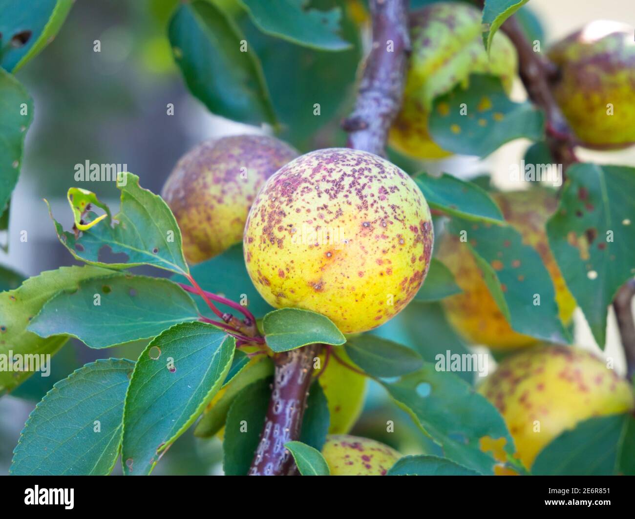 Apricot tree affected by perforated spot and rot Stock Photo