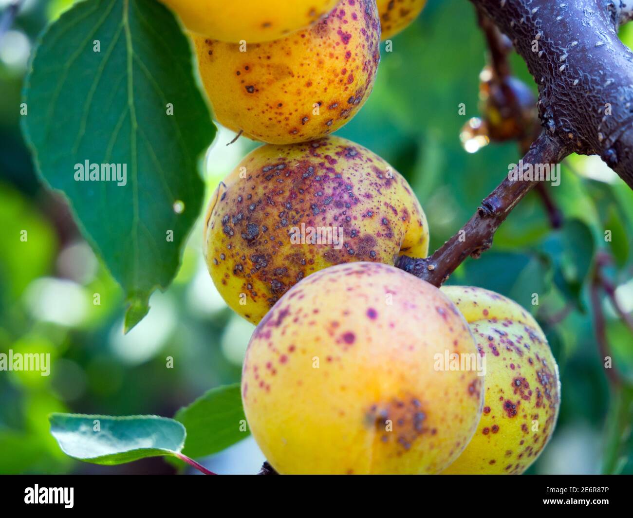 Ripe apricot with traces of perforated spot Stock Photo