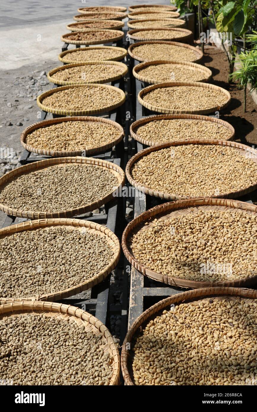 Kopi Luwak Coffee beans in various stages of the coffee making process