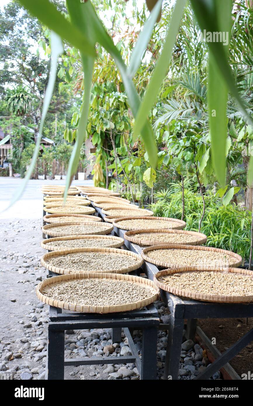 Kopi Luwak Coffee beans in various stages of the coffee making process