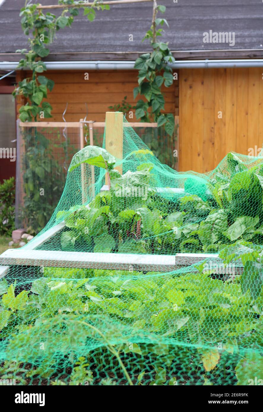 Raised herbs beds with fresh chard and various other vegetables, protected by a Bird and Insect Netting Stock Photo