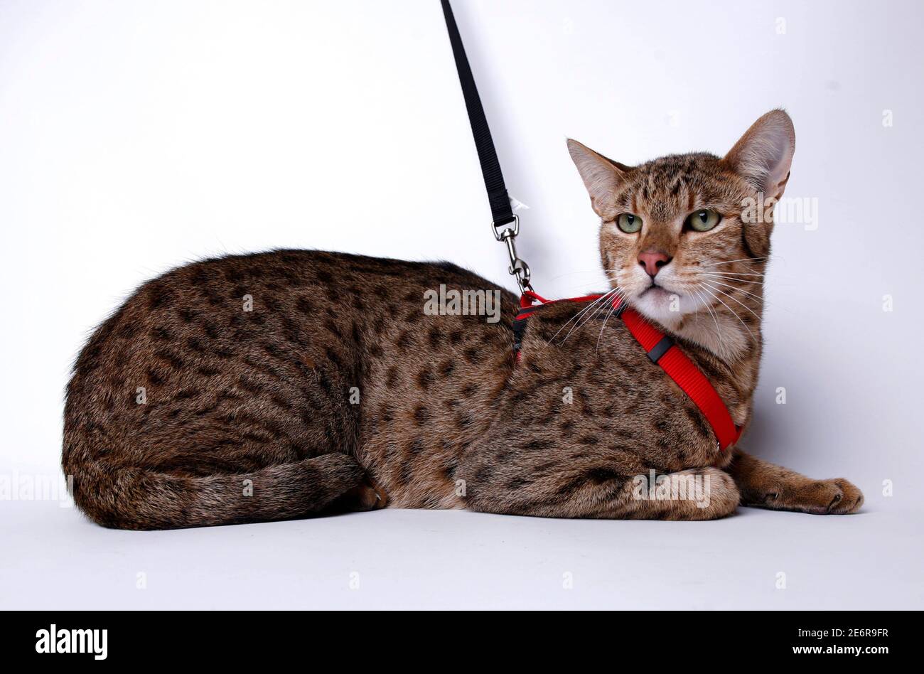A 25 Pounds 11 Kg Ashera Is Photographed In Oceanside California December 4 07 The Ashera Is A Mix Between An African Serval An Asian Leopard And A Domestic Cat That Can