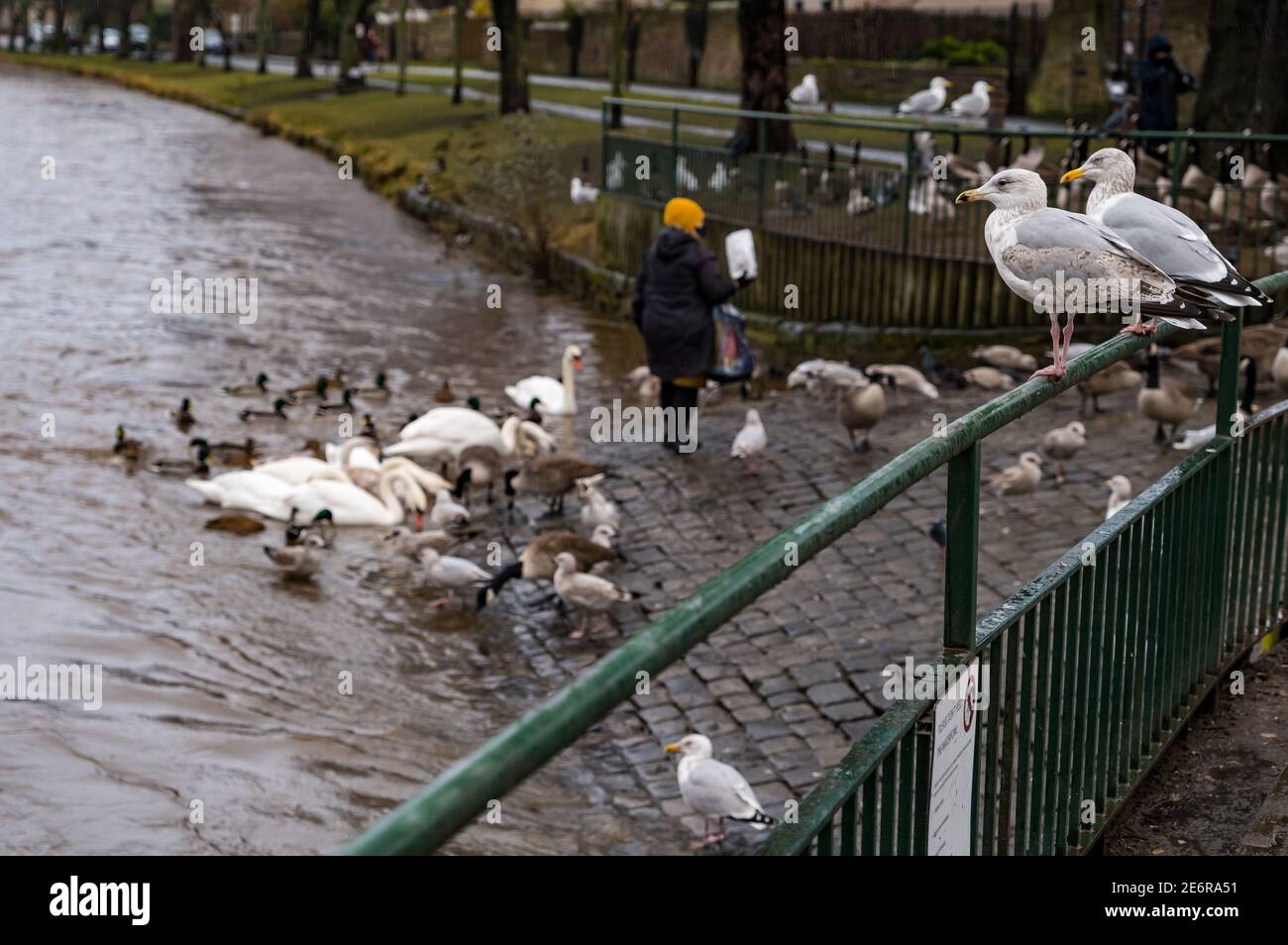 Musselburgh, East Lothian, Scotland, United Kingdom, 29th January 2021. UK Weather: Rain causes River Esk to rise & wildlife being fed. Heavy rain, of which more is forecast over the weekend, results in a swollen river, with the water level almost up to the top of the riverbank. A woman feeds the local birdlife including Canada geese, swans and gulls, despite nearby notices advising people not to feed the waterfowl Stock Photo