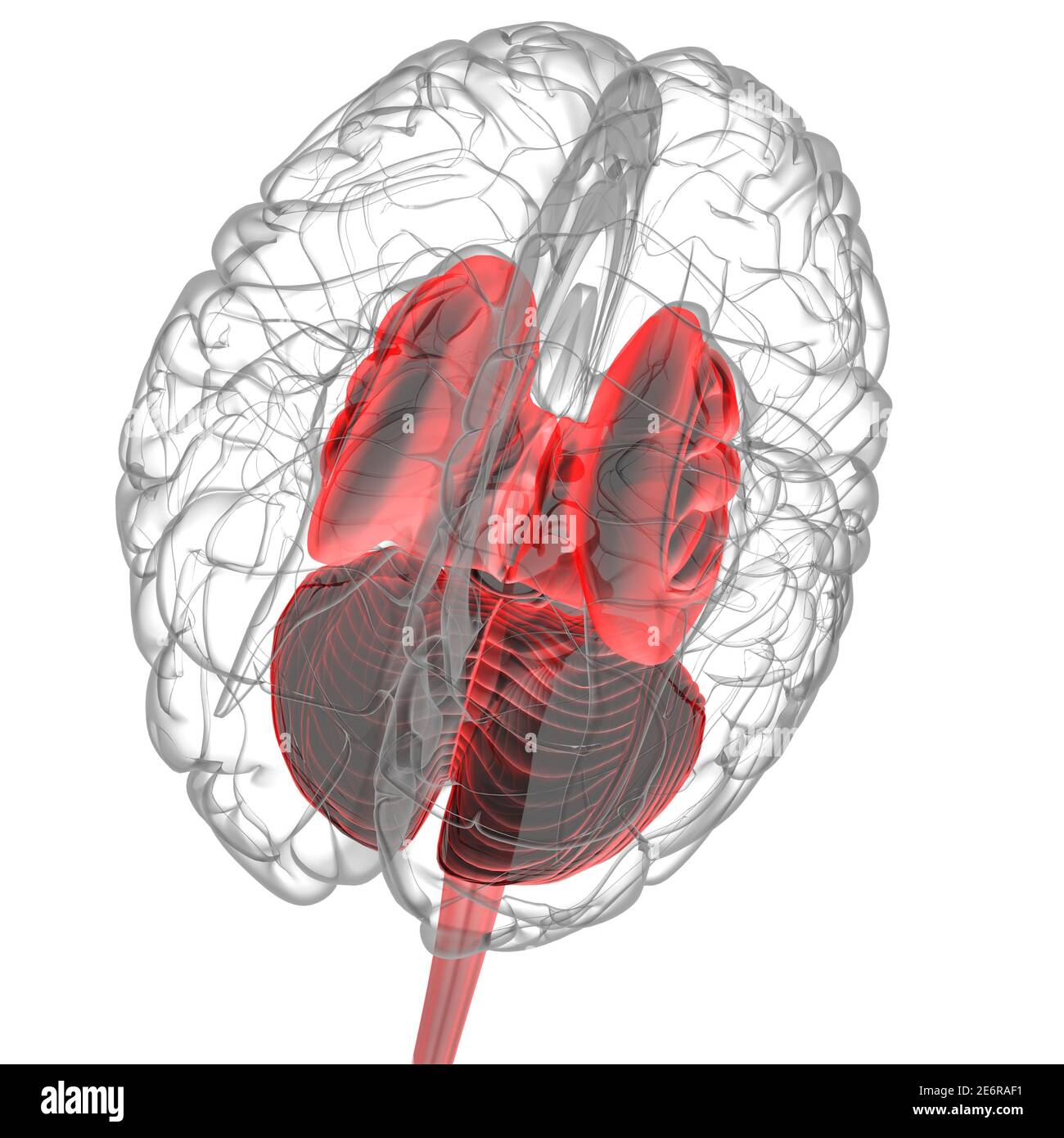 Human Brain inner parts Anatomy For Medical Concept 3D Illustration Stock Photo Alamy