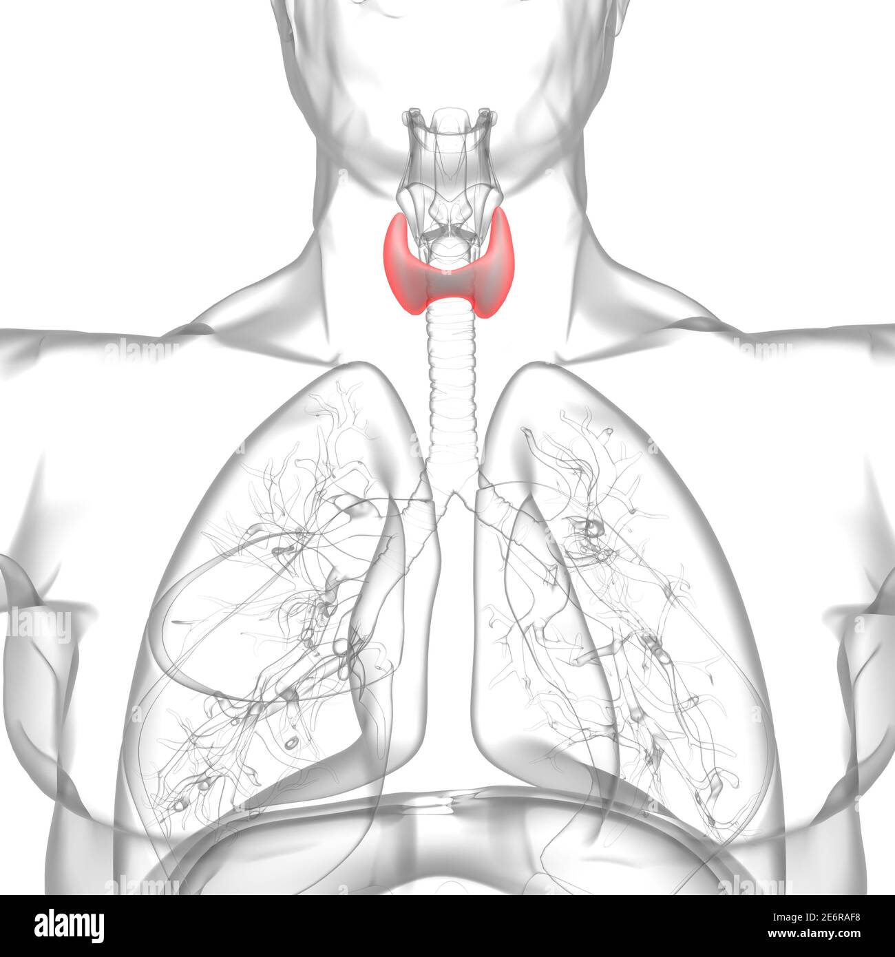 Thyroid Gland Anatomy For Medical Concept 3D Illustration Stock Photo