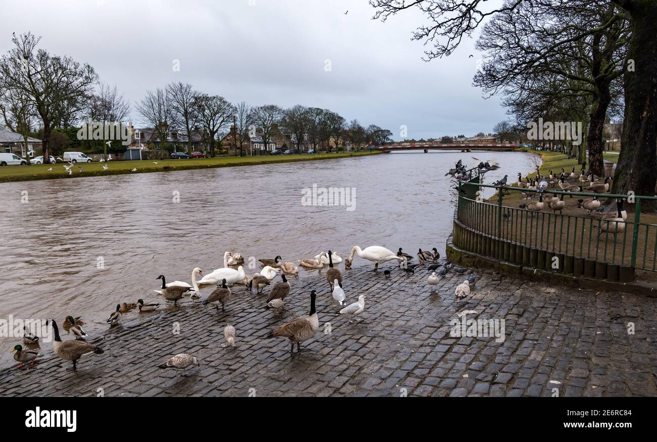 Musselburgh, East Lothian, Scotland, United Kingdom, 29th January 2021. UK Weather: Rain causes River Esk to rise & wildlife being fed. Heavy rain, of which more is forecast over the weekend, results in a swollen river, with the water level almost up to the top of the riverbank.  Local birdlife including Canada geese, swans and gulls Stock Photo