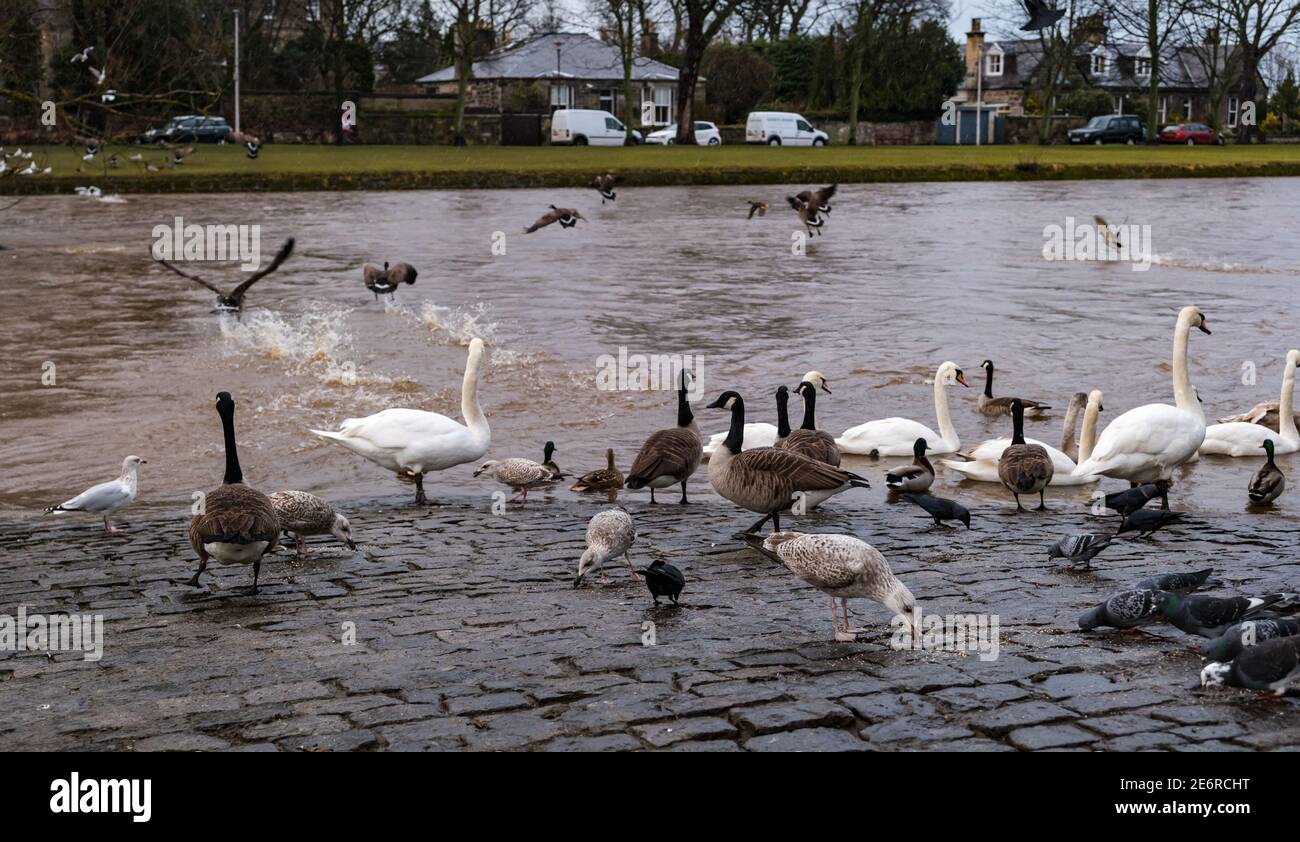 Mutes swans (Cygnus olor), Canada geese (Branta canadensis) and pigeons on riverside, River Esk, Musselburgh, East Lothian, Scotland, UK Stock Photo