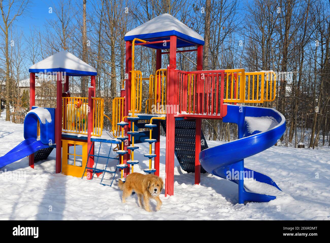 Outdoor playground jungle gym and slides in winter with snow and scruffy dog Stock Photo