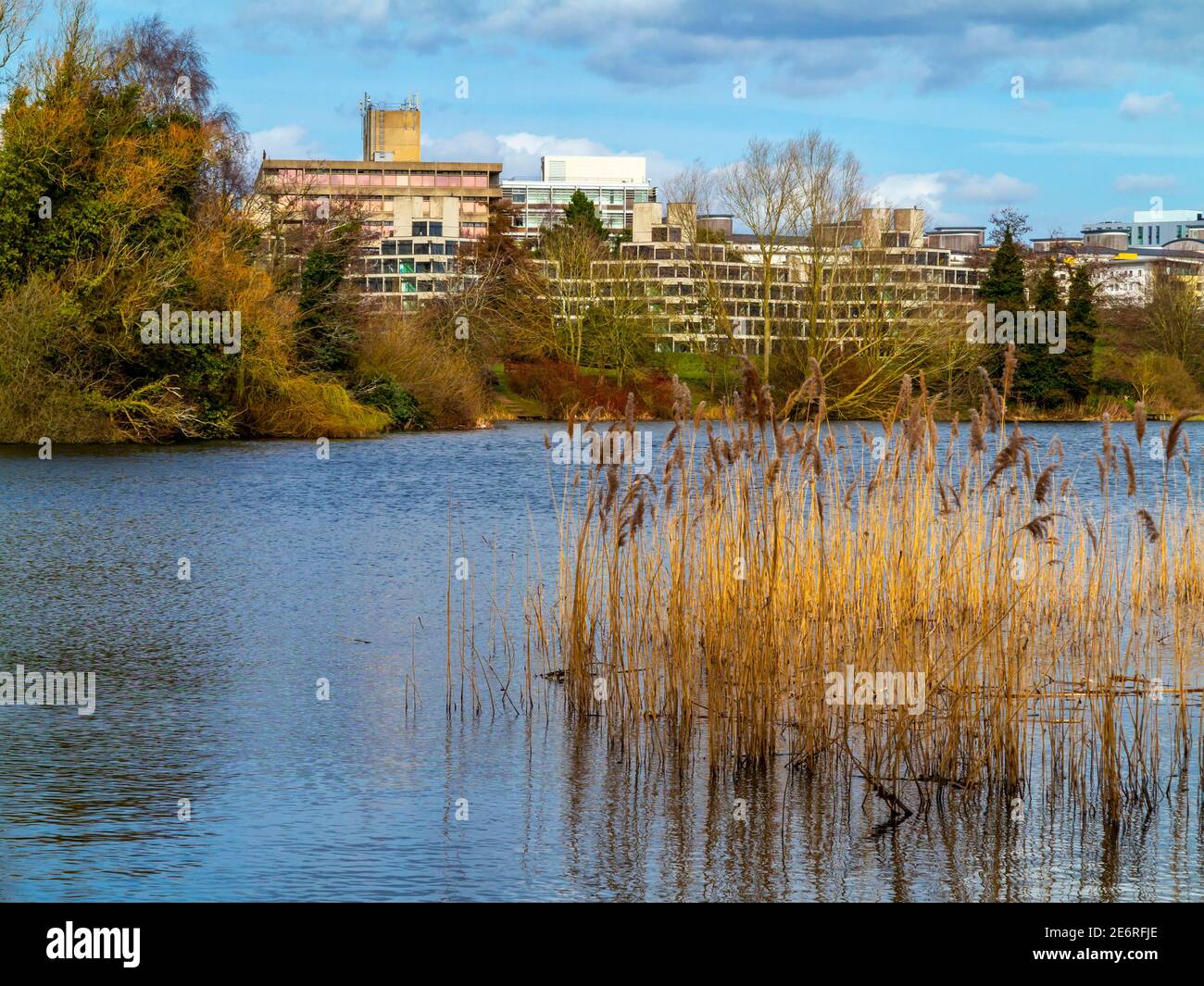 The University of East Anglia campus in Norwich England UK designed by Denys Lasdun and built from 1962 to 1968 with lake and reeds in foreground. Stock Photo