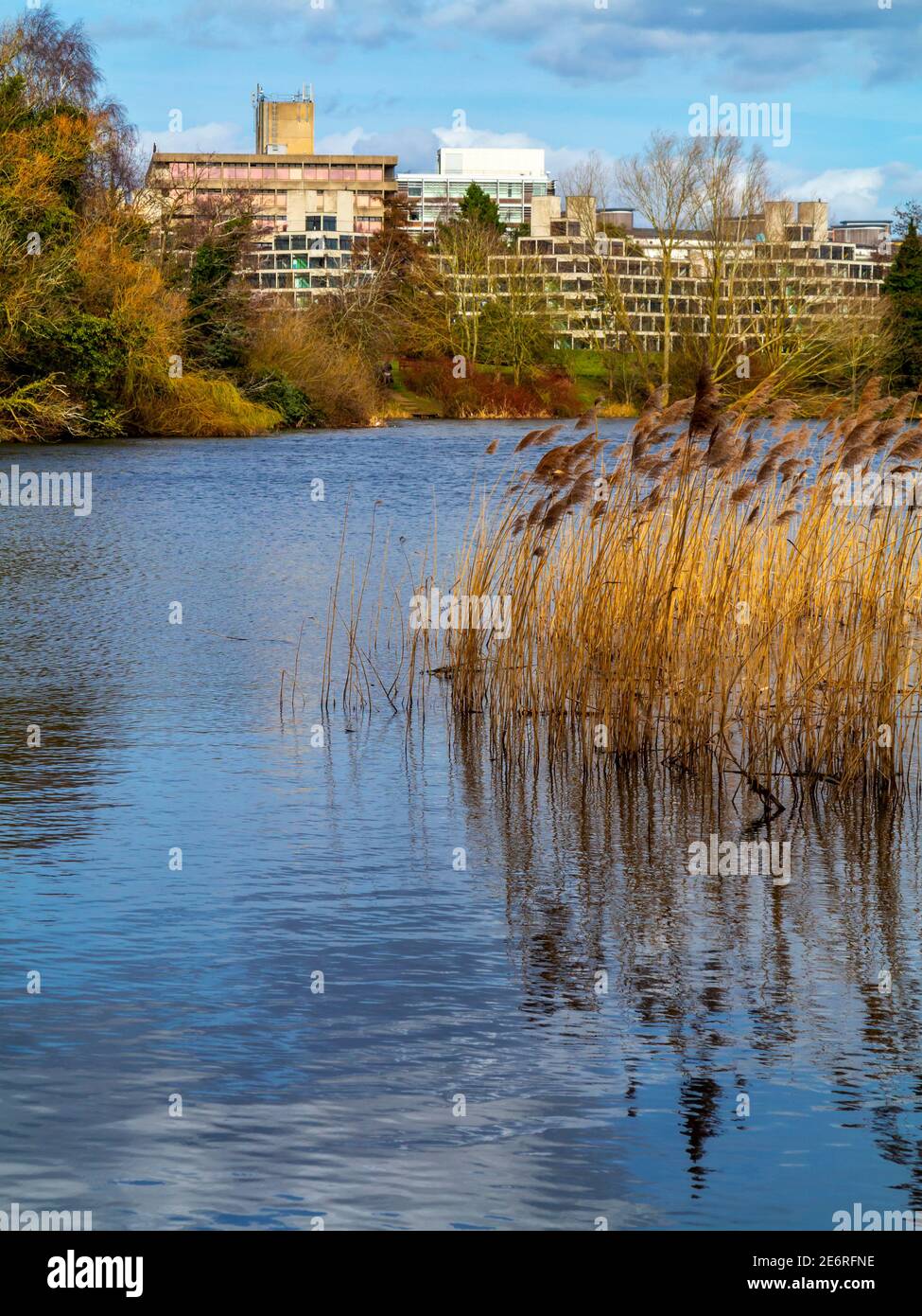 The University of East Anglia campus in Norwich England UK designed by Denys Lasdun and built from 1962 to 1968 with lake and reeds in foreground. Stock Photo