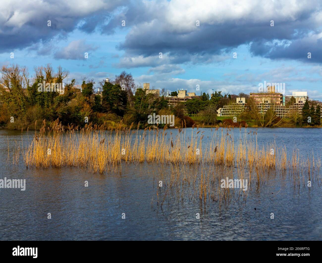 The University of East Anglia campus in Norwich England UK designed by Denys Lasdun and built from 1962 to 1968 with lake and reeds in foreground. Stock Photo