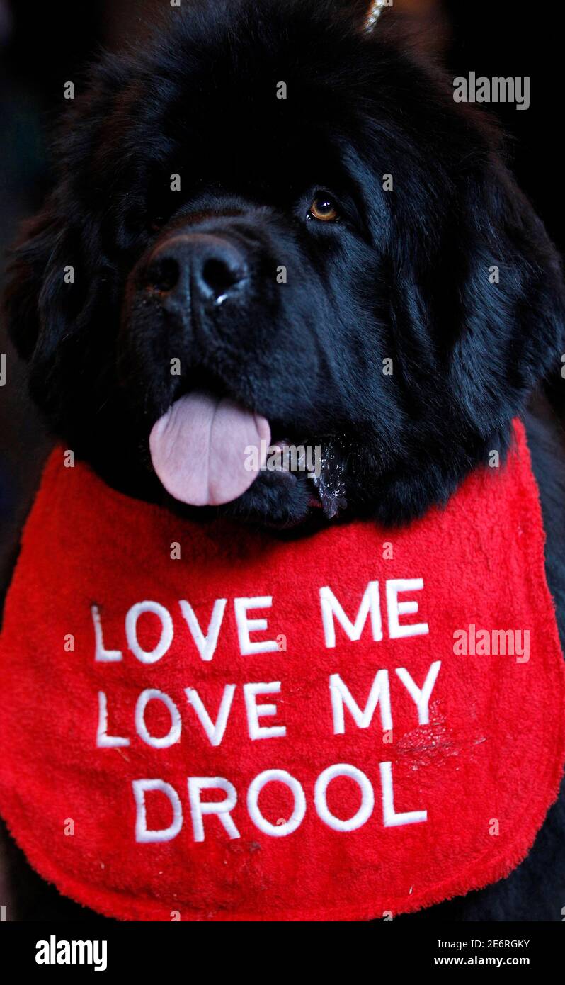 A Newfoundland dog called George wears a bib as it arrives for the first day of the Crufts dog show in Birmingham, central England, March 11, 2010. REUTERS/Phil Noble (BRITAIN - Tags: A Newfoundland dog called George wears a bib as it arrives for the first day of the Crufts dog show in Birmingham, central England, March 11, 2010. REUTERS/Phil Noble (BRITAIN - Tags: