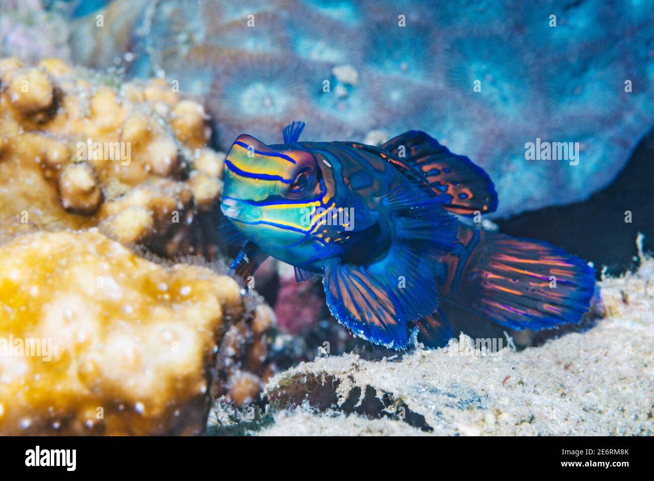 Mandarinfish [Synchiropus splendidus].  Lembeh Strait, North Sulawesi, Indonesia. Stock Photo