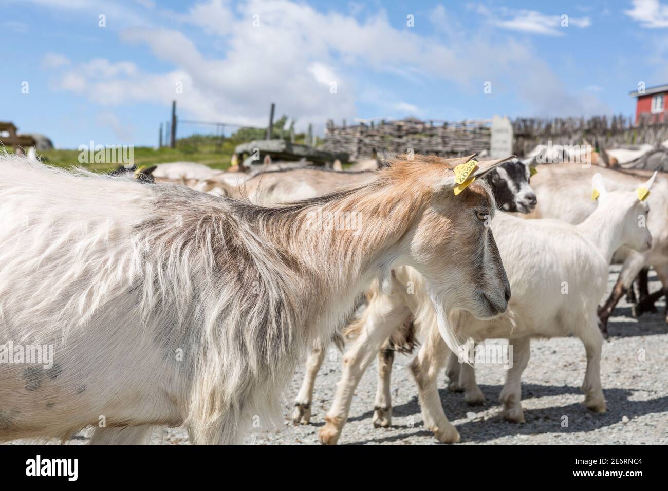 Flock of goats in Jotunheimen National Park in Norway Stock Photo