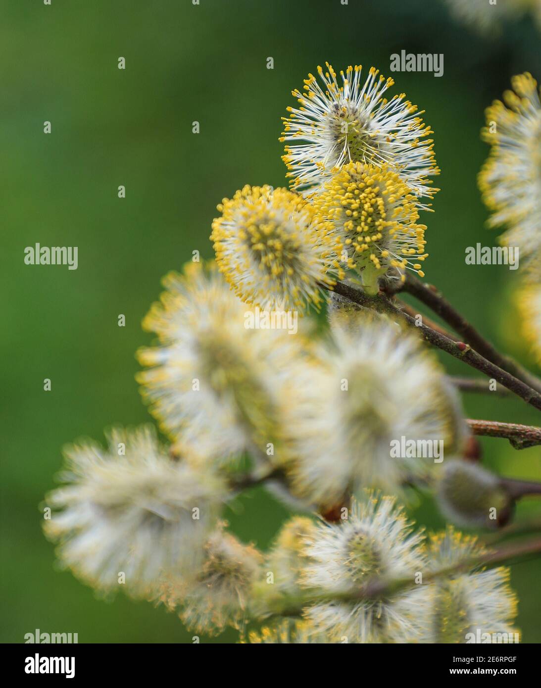 The Yellow Flowers Male Catkins Of A Kilmarnock Willow Salix Caprea Pendula Kilmarnock A