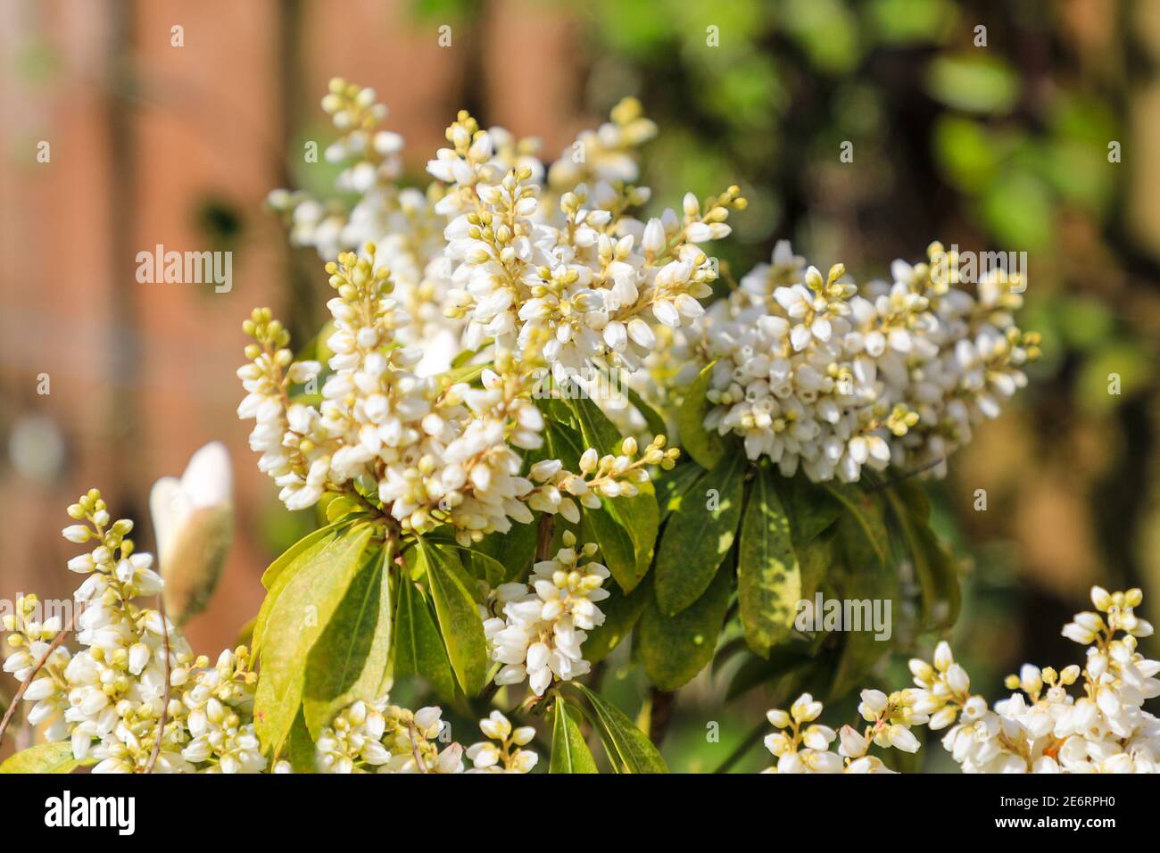 The white flower racemes of Pieris japonica 'Forest Flame' or Pieris floribunda 'Forest Flame' flowering shrub or bush, England, UK Stock Photo