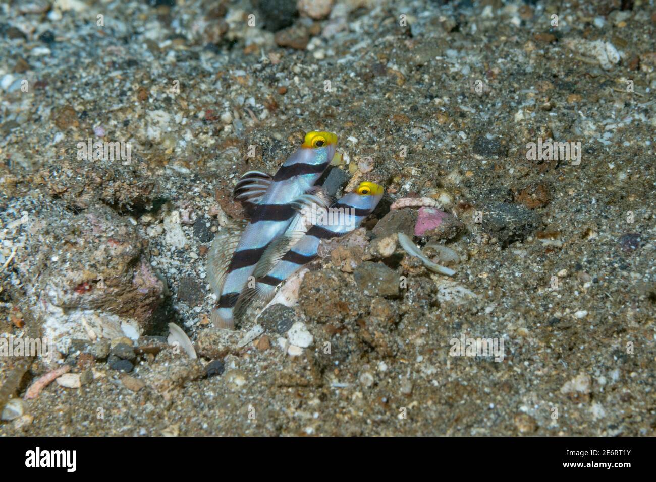 Yellownose shrimpgoby [Stonogobiops xanthorhinica].  Lembeh Strait, North Sulawesi, Indonesia. Stock Photo