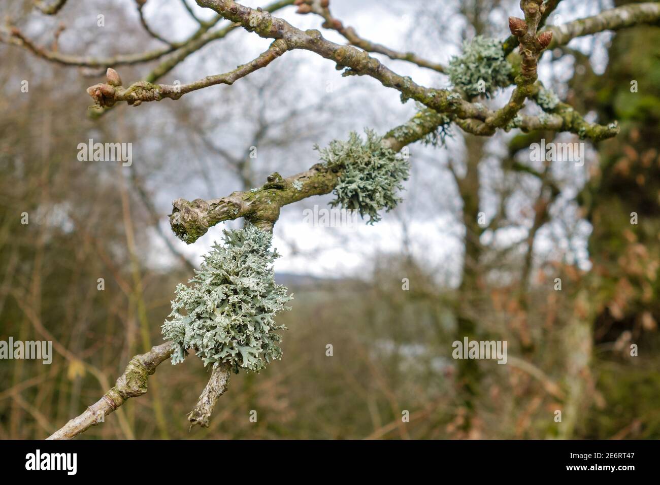 Evernia prunastri, also known as oakmoss, is a species of lichen, England, UK Stock Photo