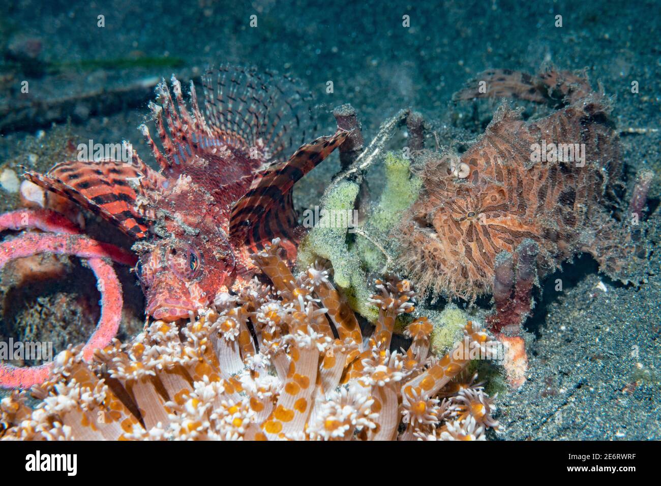 Shortfin lionfish [Dendrochirus bachypterus] and a Striped or Hairy frogfish [Antennarius striatus].   Lembeh Strait, North  Sulawesi, Indonesia. Stock Photo