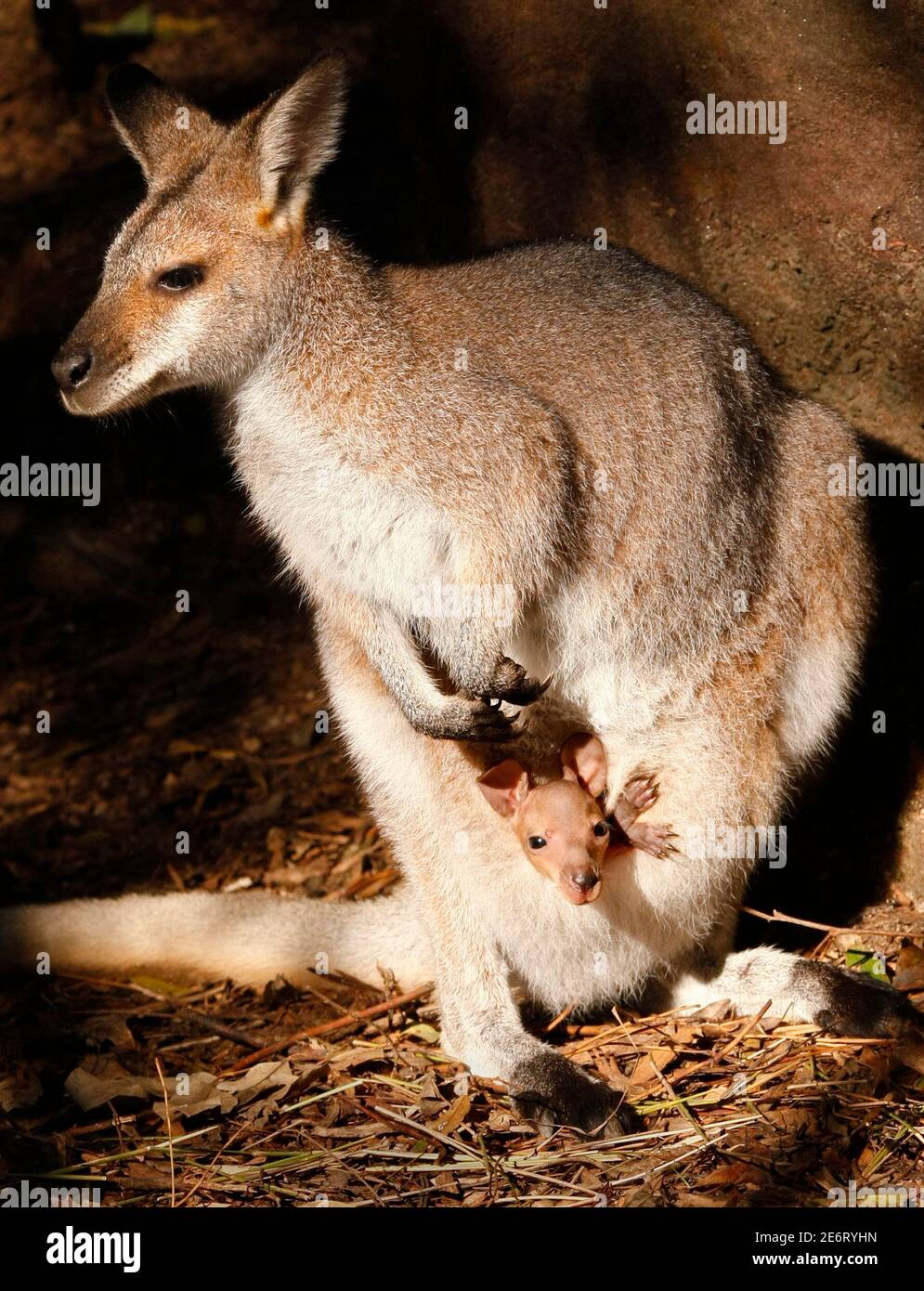 Protective animal mothers hi-res stock photography and images - Alamy