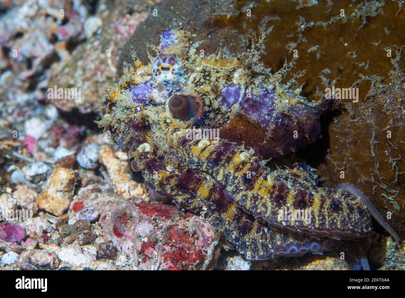 Algae octopus [Abdopus aculeatus] is adapt at mimicking its surroundings.  Lembeh Strait, North Sulawesi, Indonesia. Stock Photo