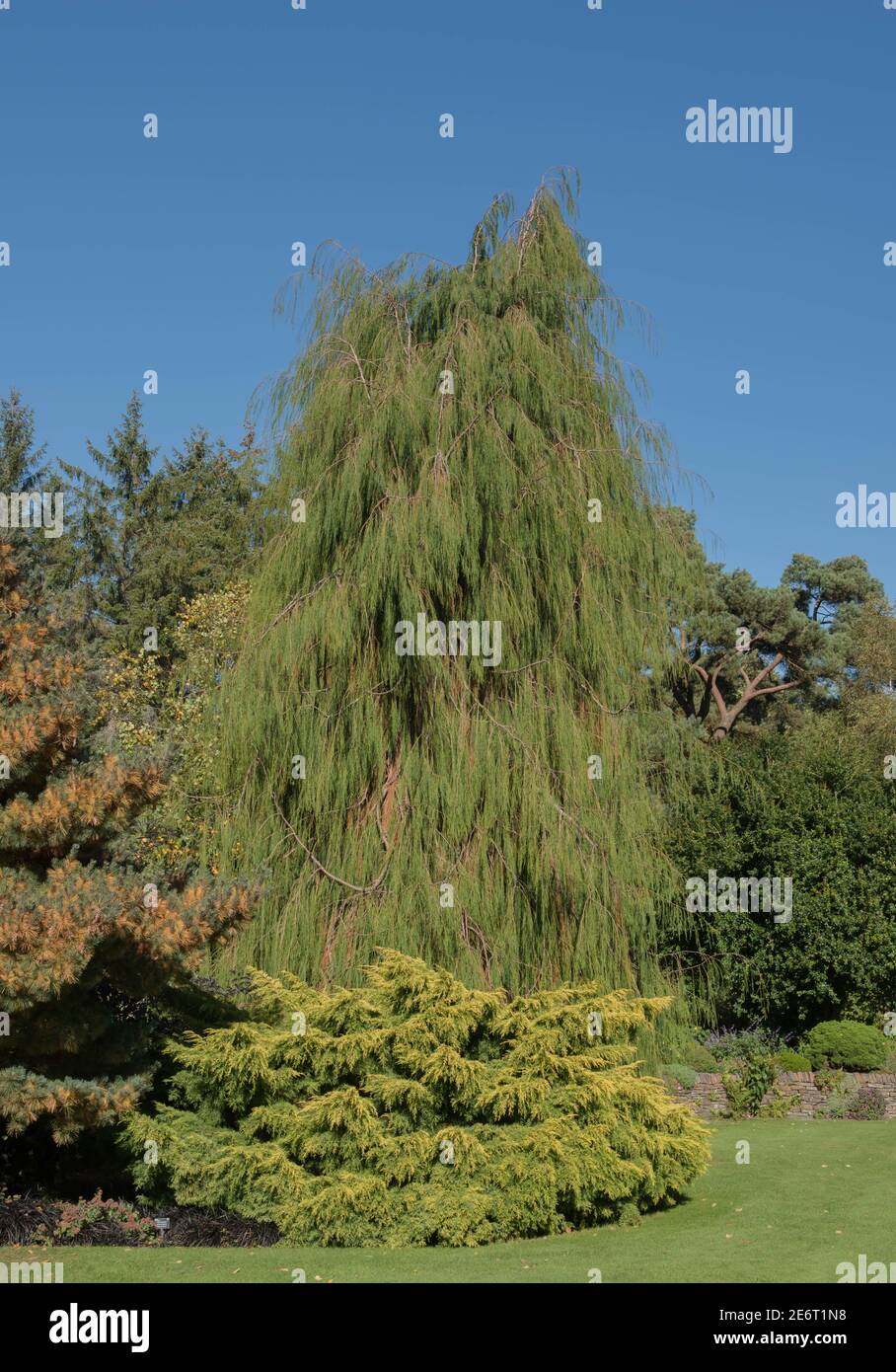 Summer Foliage of a Weeping Evergreen Lawson's Cypress Tree (Chamaecyparis lawsoniana 'Imbricata Pendula') Growing in a Garden with a Blue Sky Stock Photo