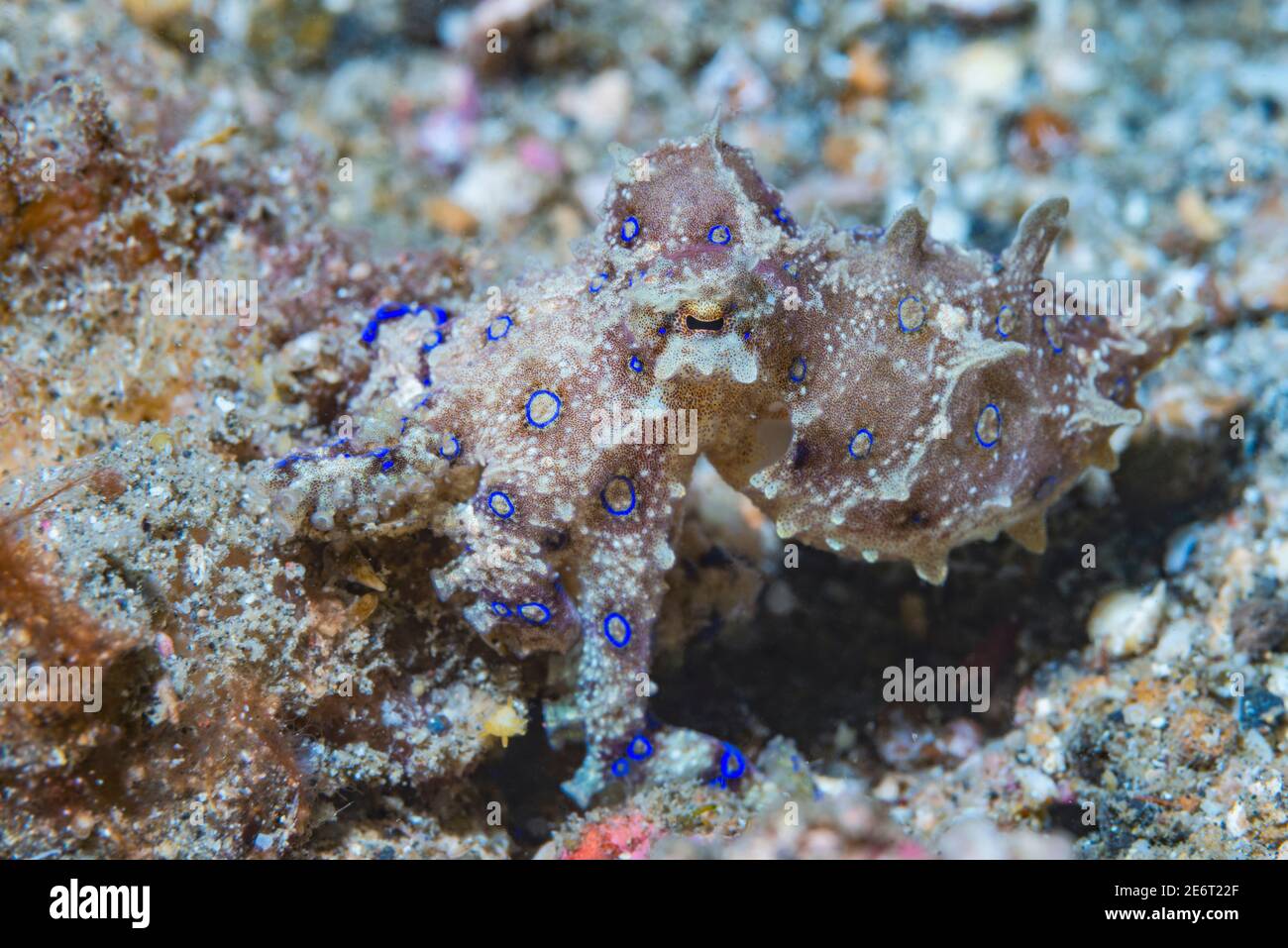 Blue-ringed octopus [Hapalochlaena sp.]  Lembeh Strait, North Sulawesi, Indonesia. Stock Photo