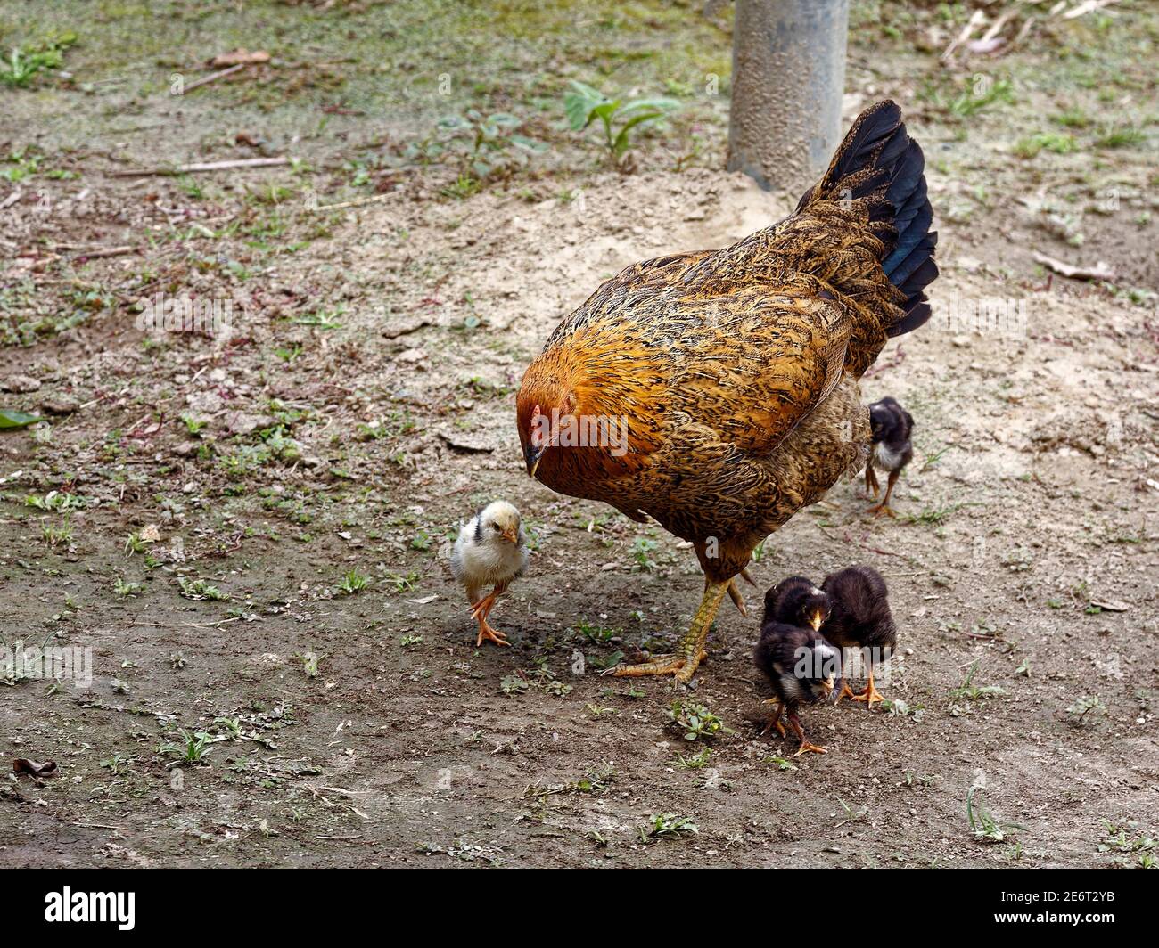 hen, 5 baby chicks, farm animals, chickens, varied colors, mother