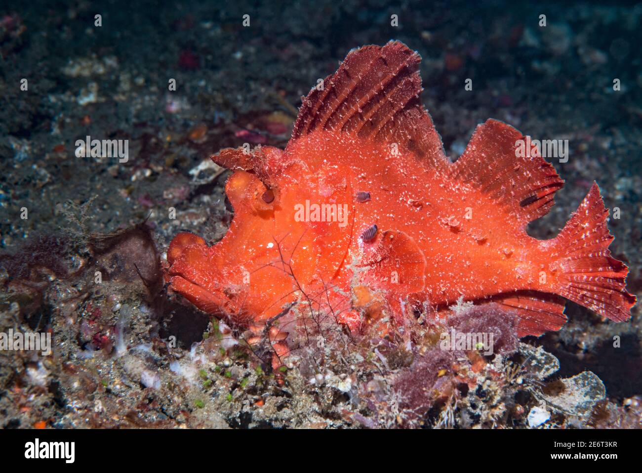 Rhinopias eschmeyeri with Isopods [Nerocilla sp].  Lembeh Strait, North Sulawesi, Indonesia. Stock Photo
