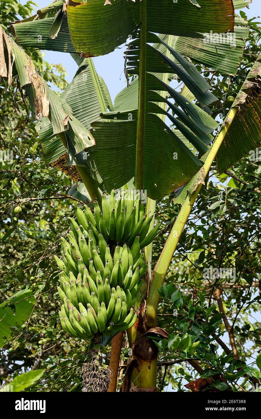 Banana Trees In The Tropical Rainforest