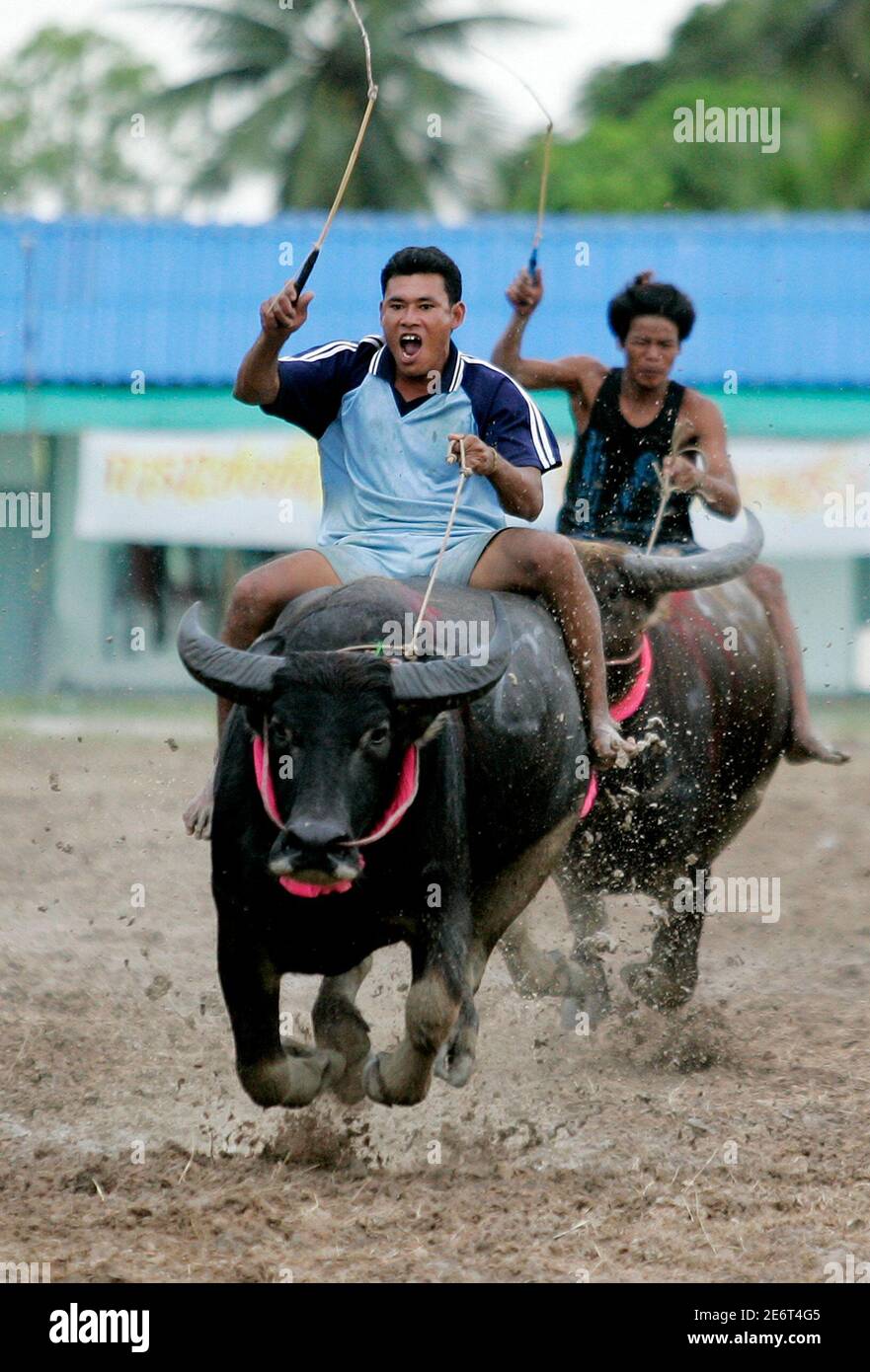 brændstof impuls lidenskab Men ride buffalos during the Buffalo Racing Festival in Thailand's Chon Buri  Province, nearly 80 km (50 miles) southeast of Bangkok, October 10, 2006.  The festival celebrates the rice harvest. REUTERS/Sukree Sukplang (